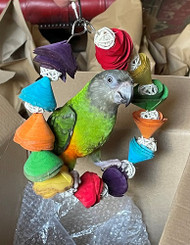 Meet My Parrot:  Jessie The Senegal Parrot