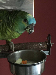 Meet My Parrot: Jesspy the Blue-fronted Amazon