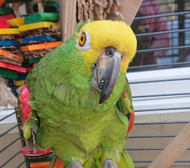 Meet My Parrot: Joey The Amazon Parrot
