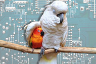 Microchipping ? Keeping Parrots Safe And Other Precautions