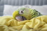 Lead and Zinc Poisoning in Parrots