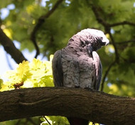 Lost But Not Forever