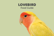 Lovebird Feeding Guide