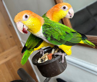 Meet My Parrots: Mango And Kiwi The Caiques