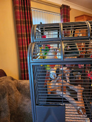 Meet My Parrot: Mateo The Pineapple Conure