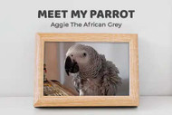 Meet My Parrot: Aggie The African Grey