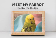 Meet Bobby the Budgie