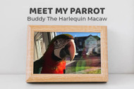 Meet Buddy the Harlequin Macaw