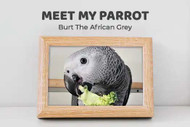 Meet My Parrot: Burt The African Grey