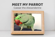 Meet Caesar the Alexandrine