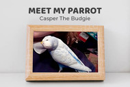 Meet Casper the Budgie