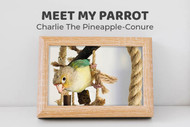 Meet Charlie the Pineapple Conure