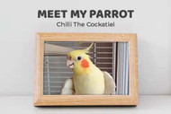 Meet My Parrot: Chilli  The Cockatiel