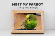 Meet Chirpy The Budgie