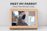 Meet Coco the African Grey