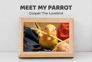 Meet My Parrot: Cooper The Lovebird