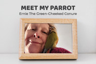 Meet My Parrot: Ernie the Green-cheeked Conure