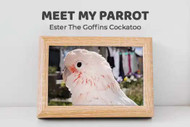 Meet My Parrot: Ester The Goffins Cockatoo