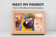 Meet My Parrot:  Gizmo The Blue and Gold Macaw