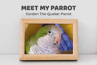 Meet My Parrot:  Gordon The Quaker Parrot