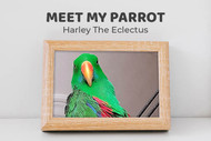 Meet Harley the Eclectus