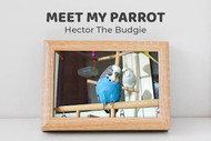 Meet Hector the Budgie