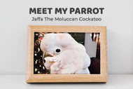 Meet My Parrot: Jaffa The Moluccan Cockatoo