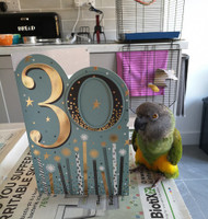 Meet My Parrot:  Jake The Senegal Parrot