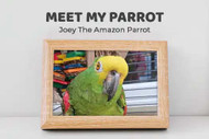 Meet My Parrot: Joey The Amazon Parrot