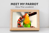 Meet Kicu the Lovebird