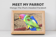 Meet Mango the Plum-headed Parakeet