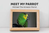 Meet My Parrot: Michael The Amazon Parrot