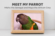 Meet Mishu the Senegal and Maya the African Grey