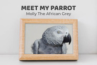 Meet Molly the African Grey