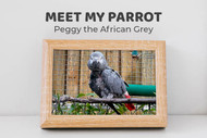 Meet Peggy the African Grey