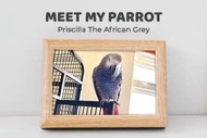 Meet My Parrot: Priscilla The African Grey Meet My Parrot: Priscilla The African Grey