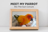 Meet Rio the Sun Conure