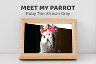 Meet Ruby the African Grey