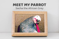 Meet Sacha the African Grey