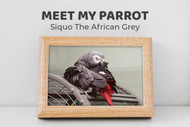 Meet Siquo the African Grey