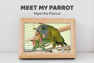 Meet My Parrot: Skye The Pionus