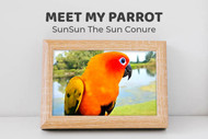 Meet SunSun the Sun Conure