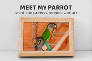 Meet Tashi the Green-cheeked Conure