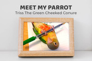 Meet Triss the Green-cheeked Conure