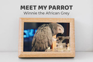 Meet Winnie the African Grey