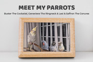Meet My Parrots: Buster The Cockatiel, Genevieve The Ringneck And Lexi And Saffron The Conures