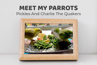 Meet Pickles and Charlie The Quaker Parrots