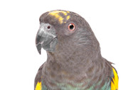 Meyers Parrot Fact Sheet