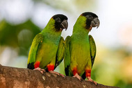 Nanday Conure Fact Sheet