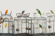 Open Top Parrot Cages | Products Review and How To Use Guide